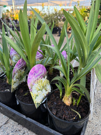 Agapanthus 'Double Diamond' - Ladybird Nursery