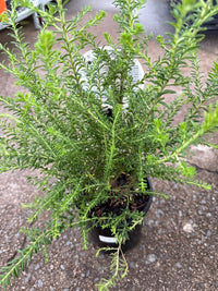 Rice Flower 'Radiance' (Ozothamnus diosmifolius) - Ladybird Nursery
