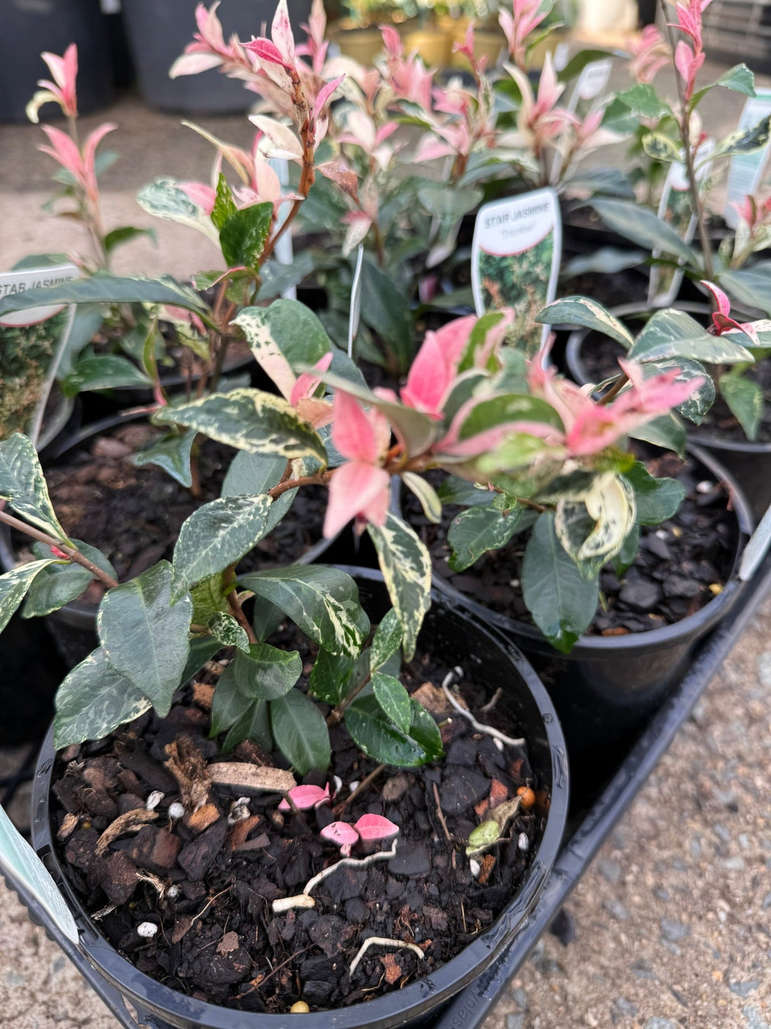Jasmine 'Tricolour’ (Trachelospermum jasminoides) - Ladybird Nursery
