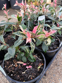 Jasmine 'Tricolour’ (Trachelospermum jasminoides) - Ladybird Nursery