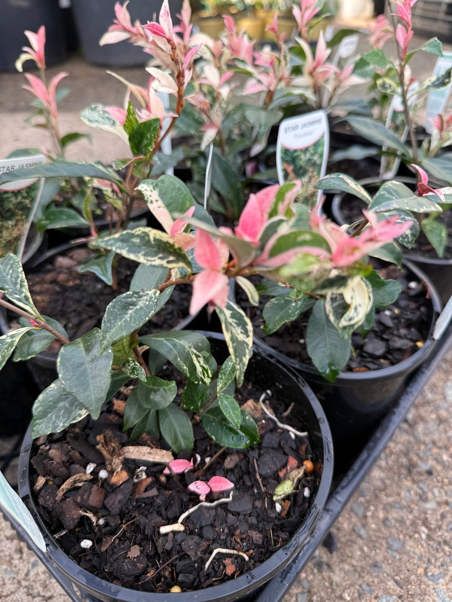 Jasmine 'Tricolour’ (Trachelospermum jasminoides) - Ladybird Nursery