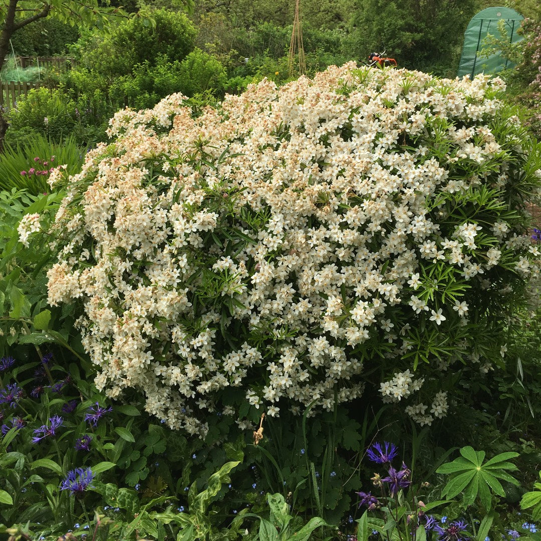 Mexican Orange Blossom dewitteana White Dazzler (Choisya x)