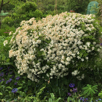 Mexican Orange Blossom dewitteana White Dazzler (Choisya x)