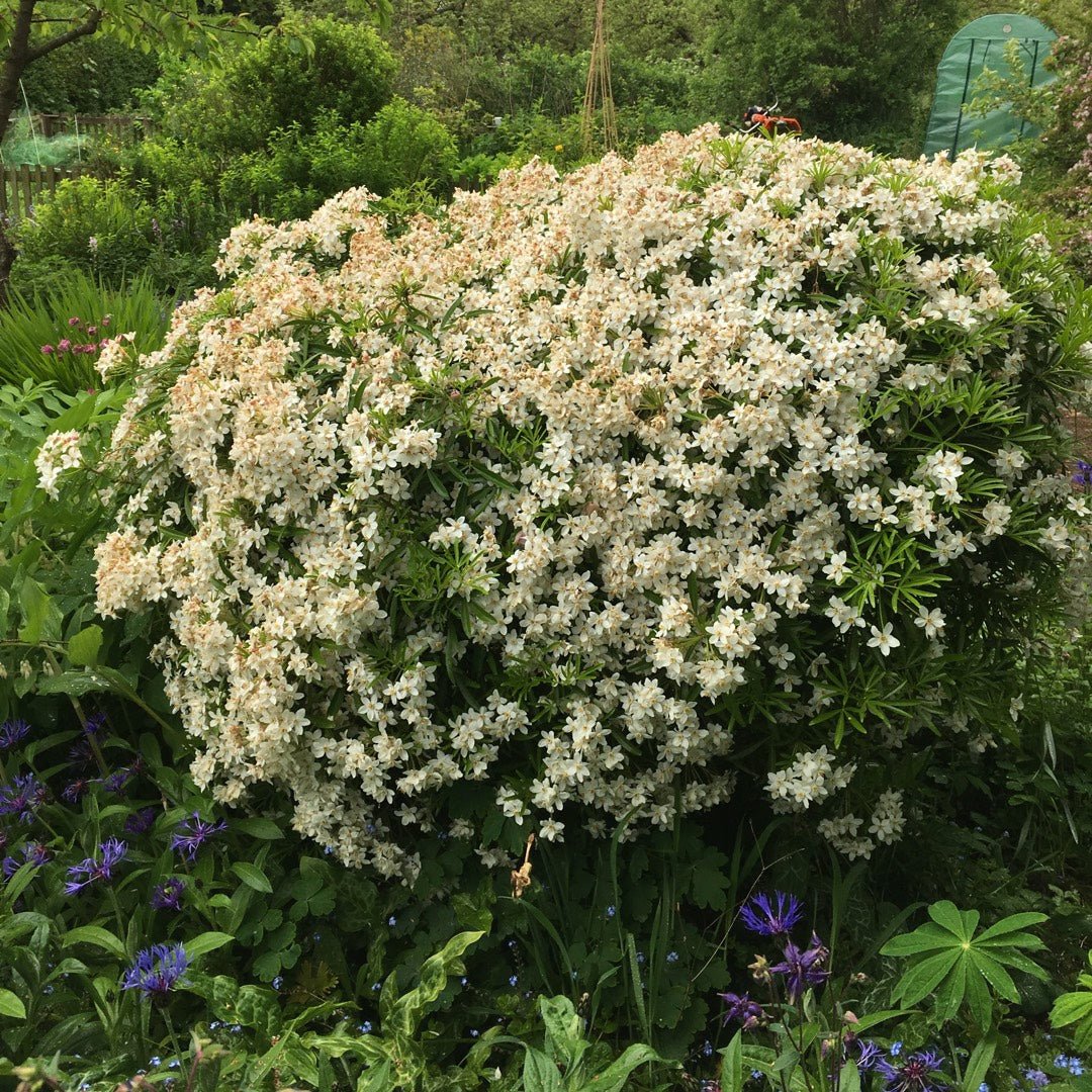 Mexican Orange Blossom dewitteana White Dazzler (Choisya x) - Ladybird Nursery