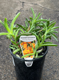 Pigface 'Orange' (Mesembryanthemum spp.)