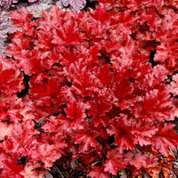 Heuchera 'Forever Red'