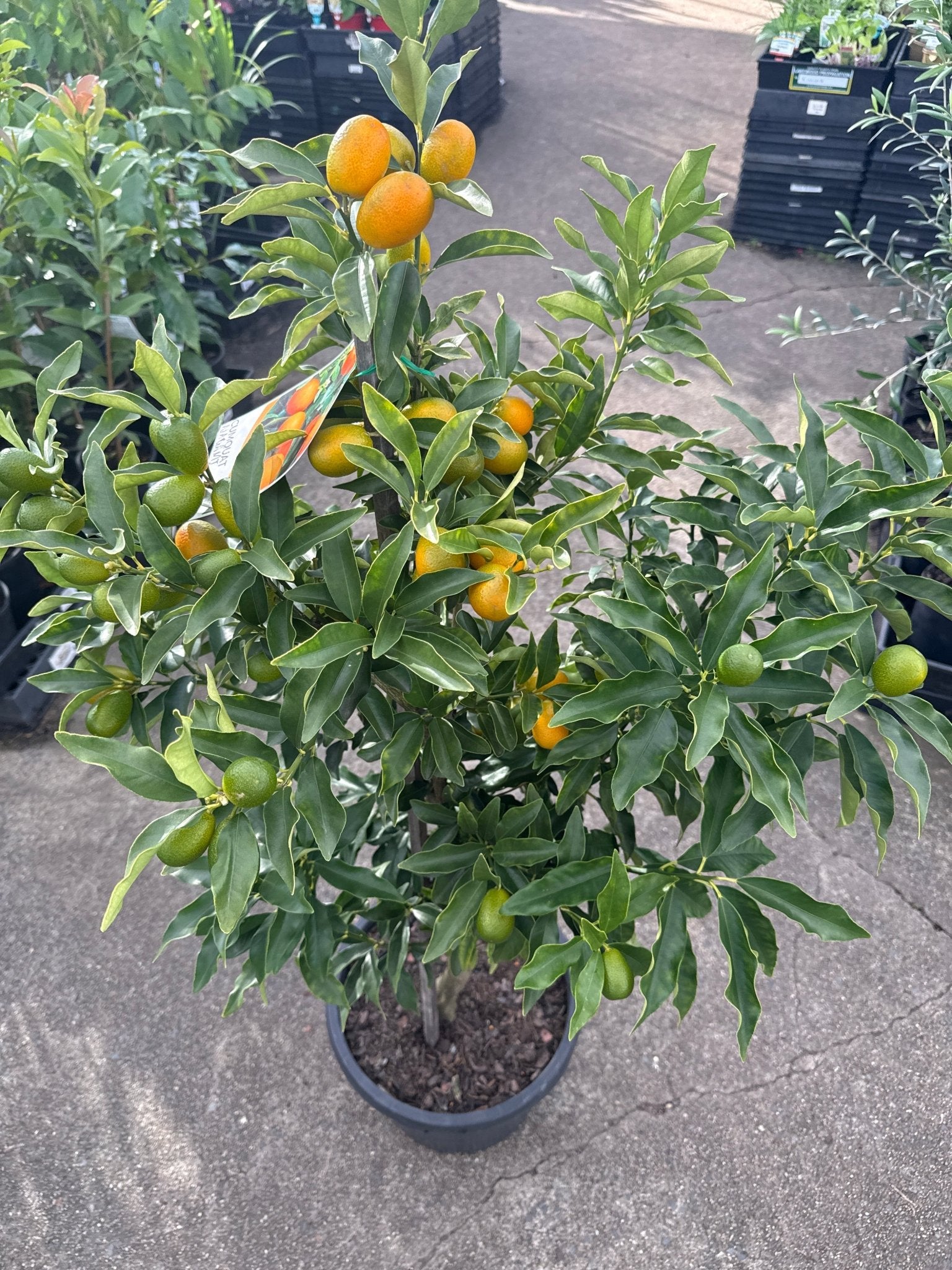 Kumquat 'Nagami' 300mm (PICKUP ONLY) - Ladybird Nursery
