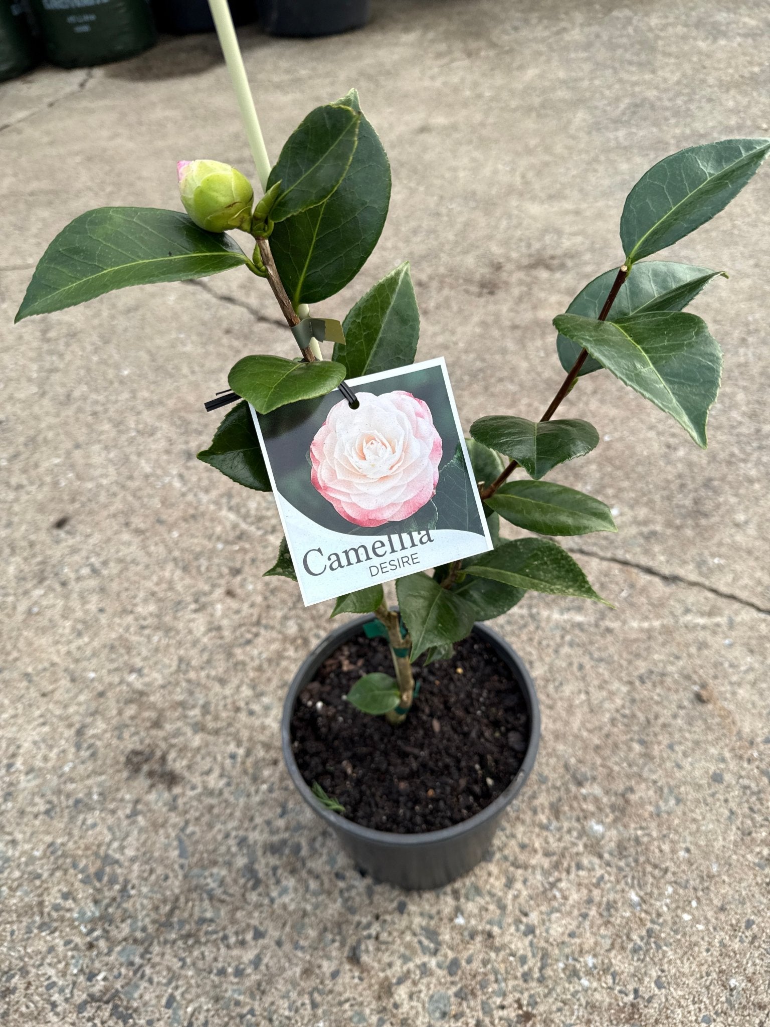 Camellia 'Desire' (Camellia japonica) - Ladybird Nursery