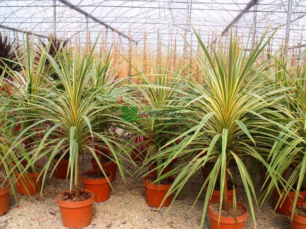 Cordyline Purple Dazzler (Cordyline australis)