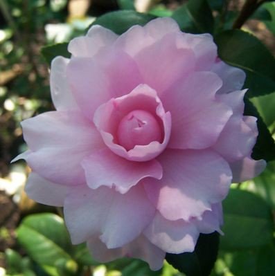 Sasanqua Camellia Sidonnie Megan (Camellia sasanqua) - Ladybird Nursery