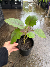 Naranjilla / Golden Fruit of the Andes - Ladybird Nursery