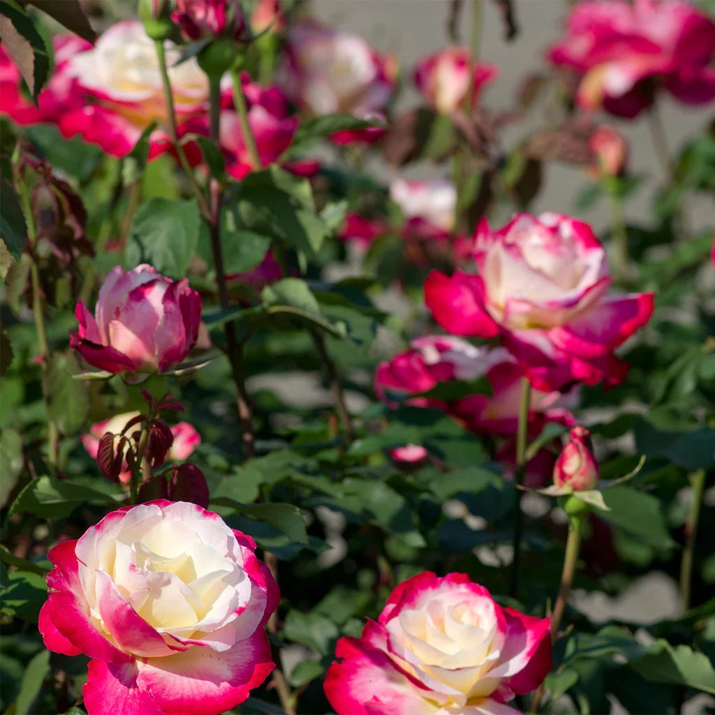 Rose ‘Double Delight’ 3ft Standard - Ladybird Nursery