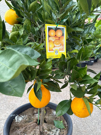 Orange 'Lanes Late Navel' Advanced 500mm Pot (PICK UP ONLY)