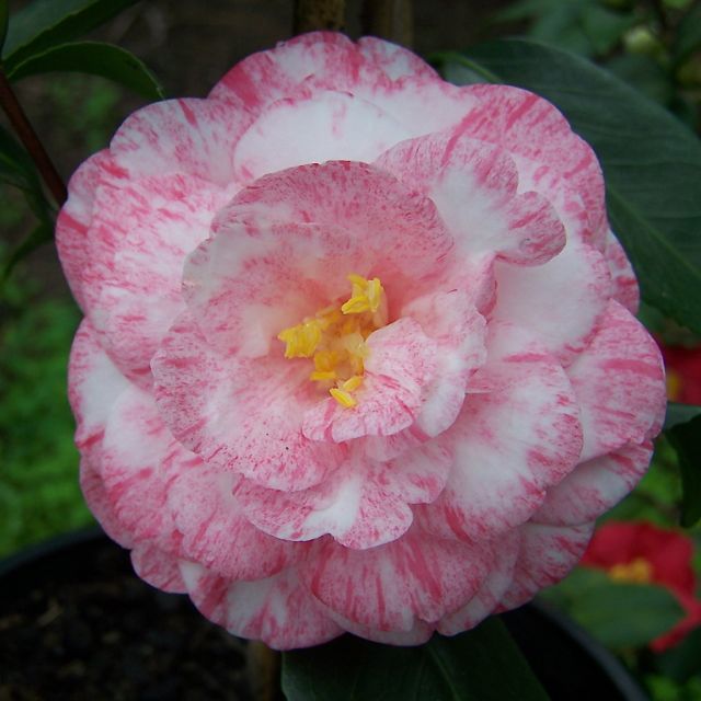 Camellia High Jinks (Camellia japonica)