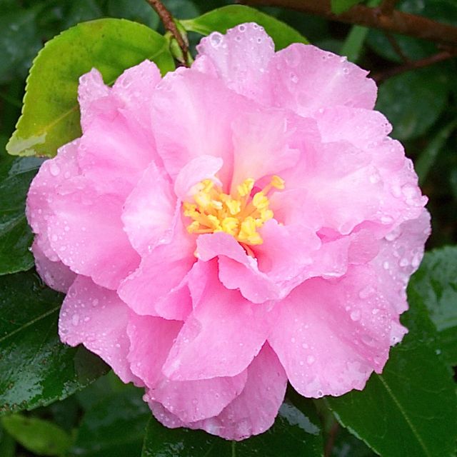 Sasanqua Camellia Paradise Diana (Camellia sasanqua)