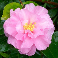 Sasanqua Camellia Paradise Diana (Camellia sasanqua)