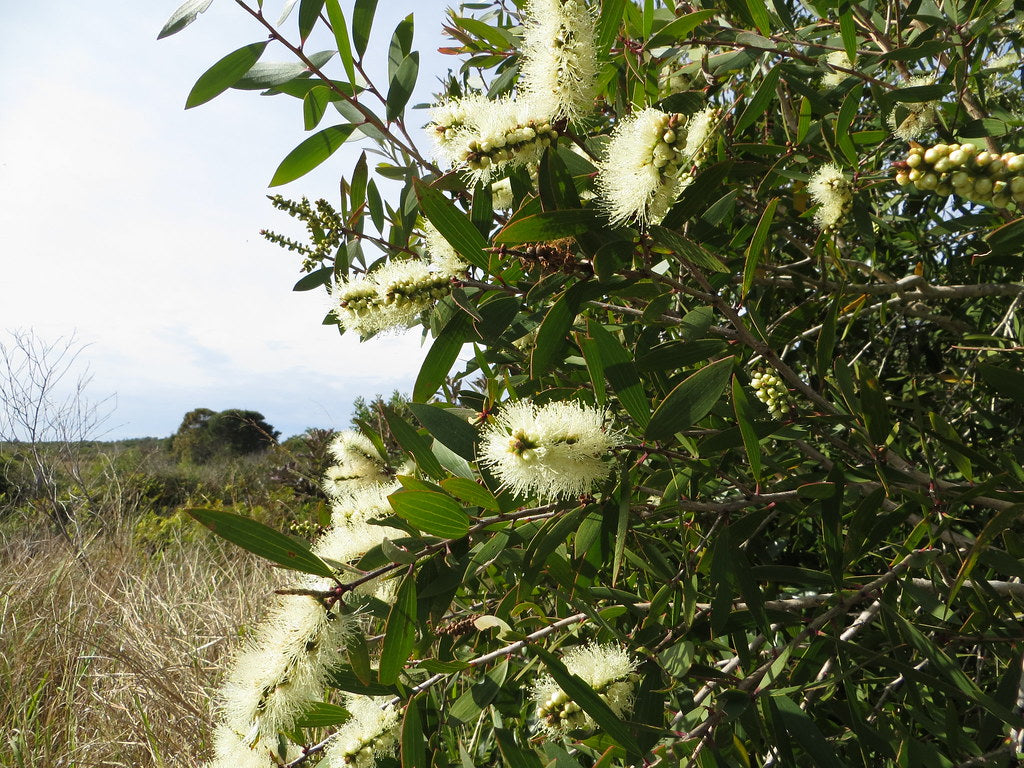 Broad-leaved Paperbark Mini quini (Melaleuca quinquenervia)