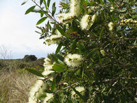 Broad-leaved Paperbark Mini quini (Melaleuca quinquenervia)