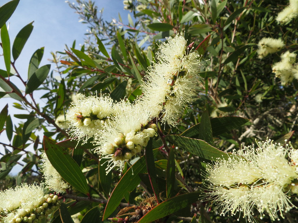 Broad-leaved Paperbark (Melaleuca quinquenervia)