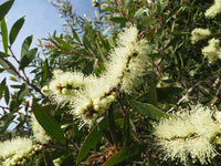 Broad-leaved Paperbark (Melaleuca quinquenervia)
