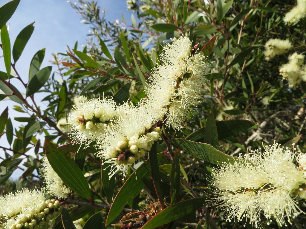 Broad - leaved Paperbark (Melaleuca quinquenervia) - Ladybird Nursery