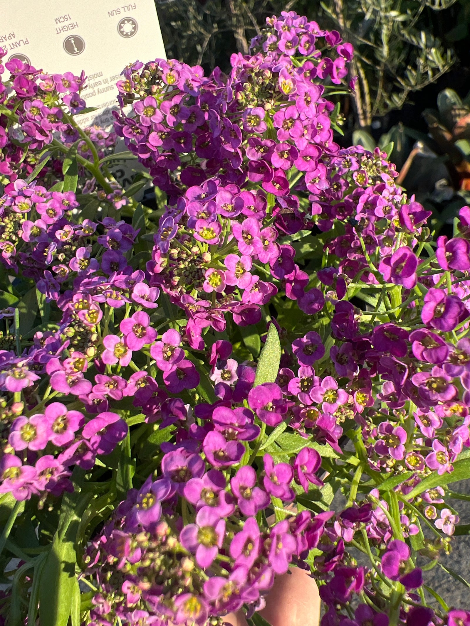 Purple Stream (Lobularia maritima)