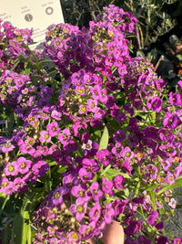 Purple Stream (Lobularia maritima)