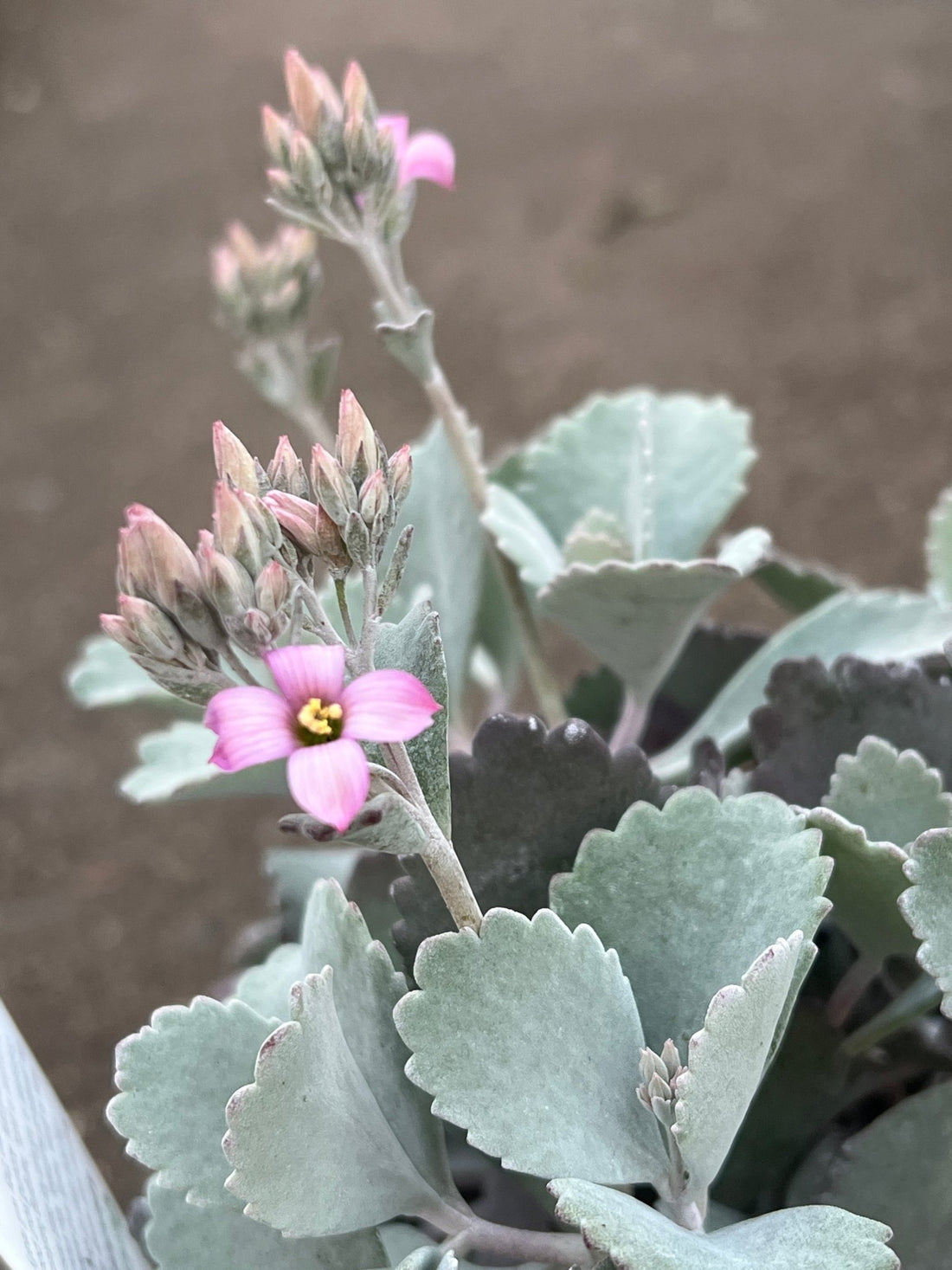 Kalanchoe 'Quicksilver' - Ladybird Nursery