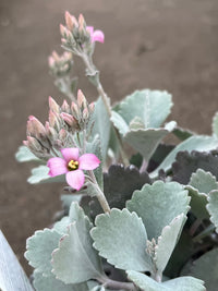 Kalanchoe 'Quicksilver' - Ladybird Nursery