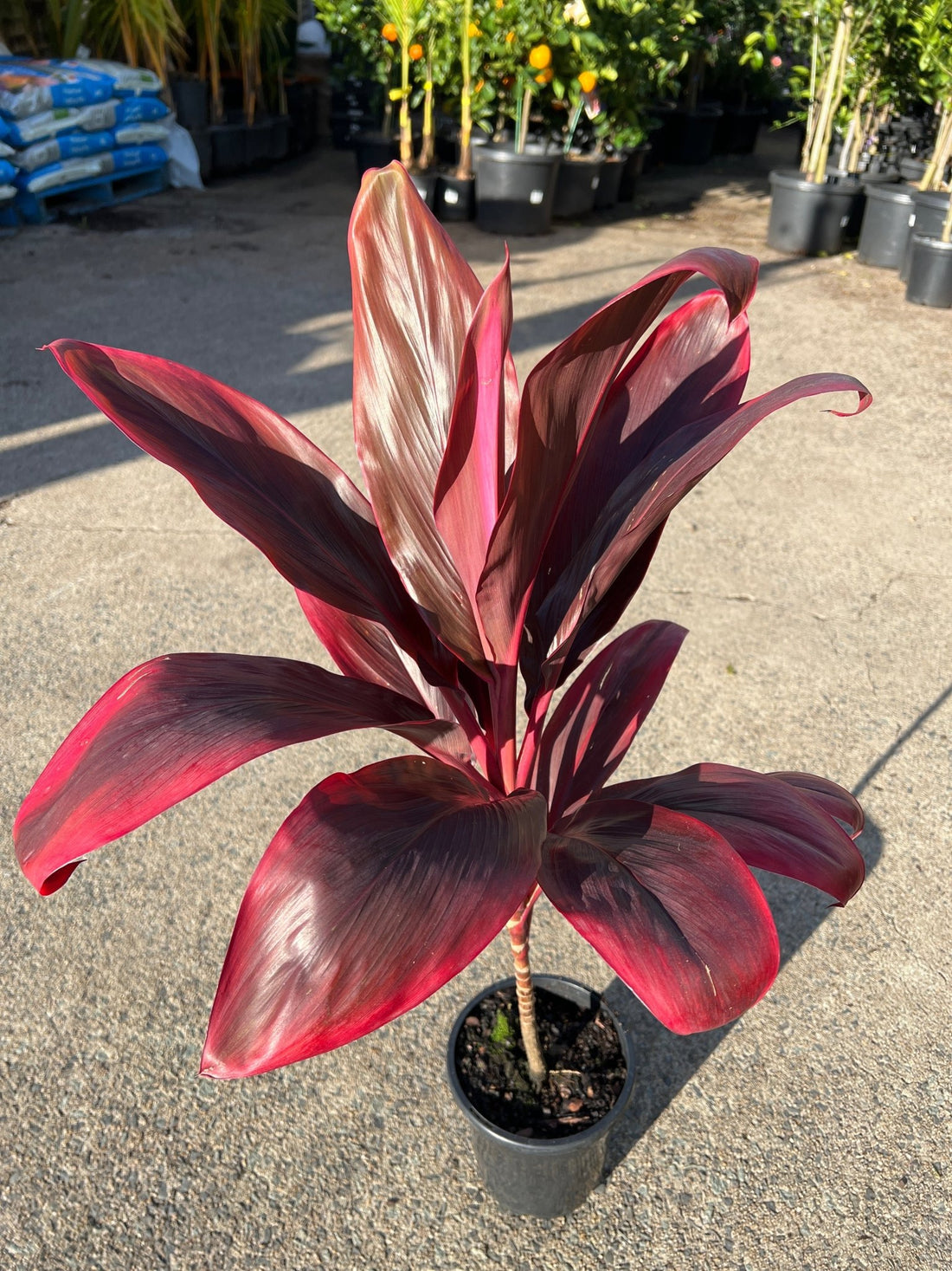 Cordyline 'Firebrand' - Ladybird Nursery