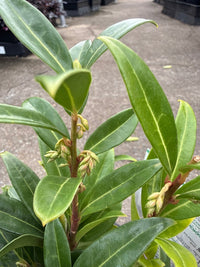 Sarcococca hookeriana ‘Winter Gem’ - Ladybird Nursery