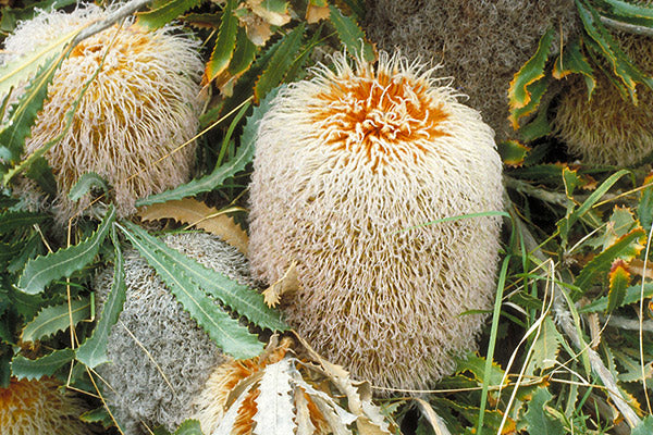 Woolly Banksia (Banksia baueri)