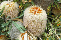 Woolly Banksia (Banksia baueri) - Ladybird Nursery