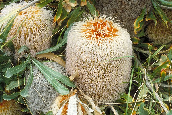 Woolly Banksia (Banksia baueri) - Ladybird Nursery