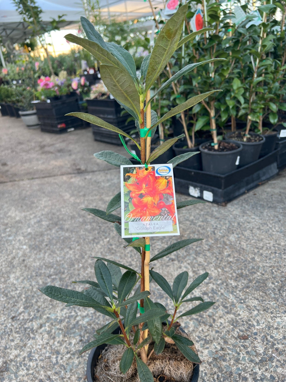 Azalea mollis ‘Golden Eagle’ (Deciduous Azalea) - Ladybird Nursery