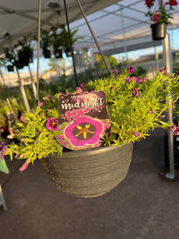 Calibrachoa Cabaret 'Midnight Kiss' Hanging Basket - Ladybird Nursery