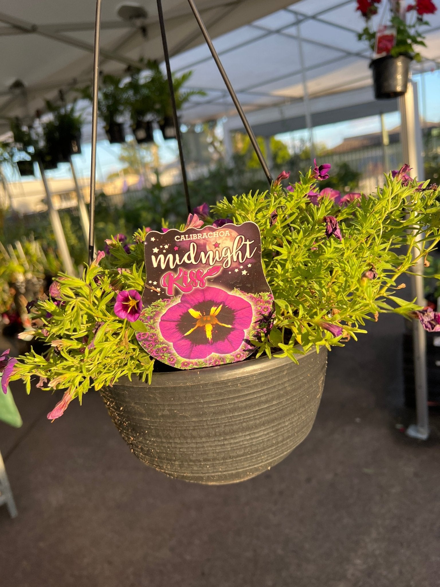Calibrachoa Cabaret 'Midnight Kiss' Hanging Basket - Ladybird Nursery