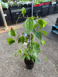 Snail Flower Vine (Cochliasanthus caracalla) - Ladybird Nursery