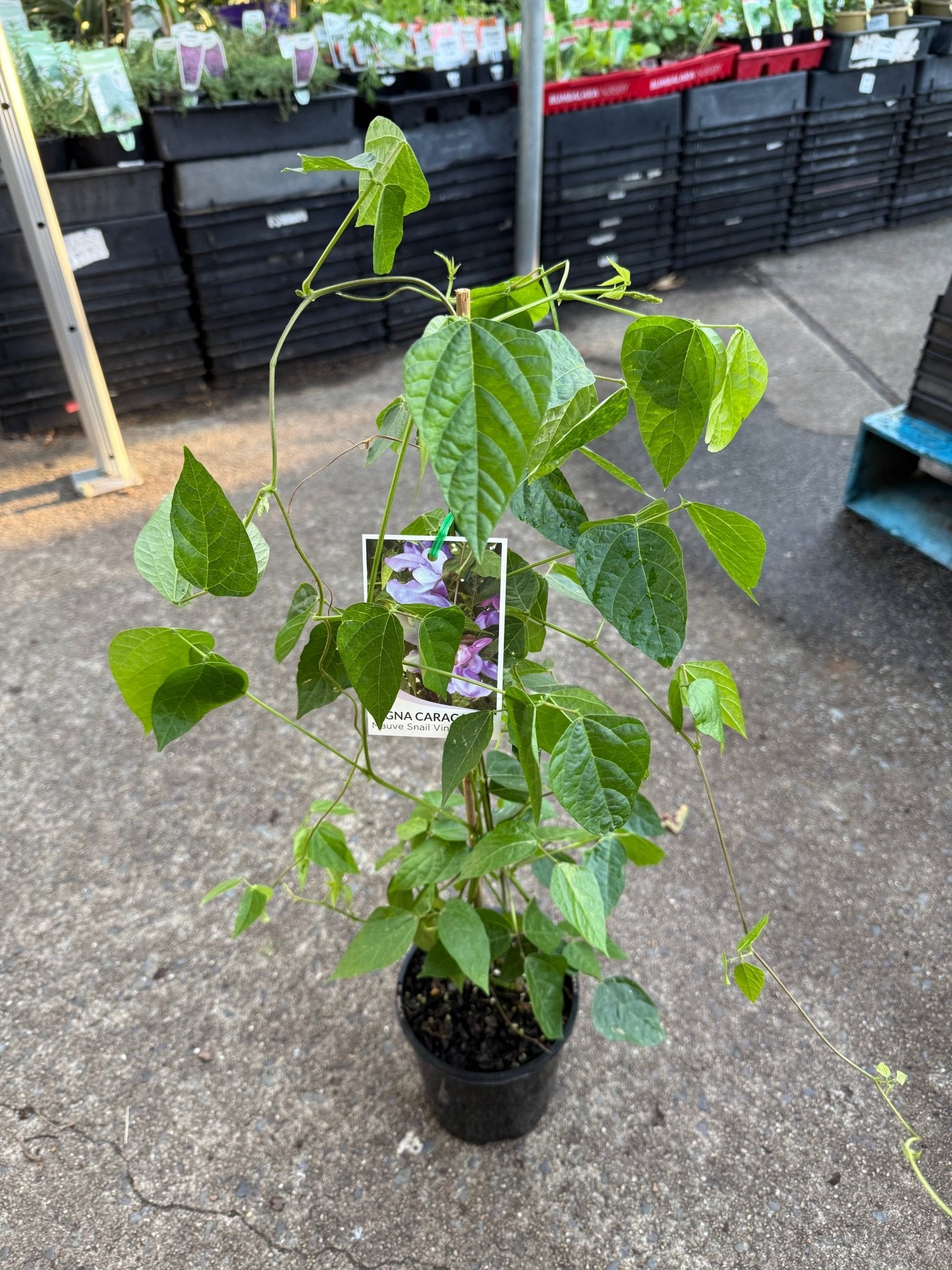 Snail Flower Vine (Cochliasanthus caracalla) - Ladybird Nursery