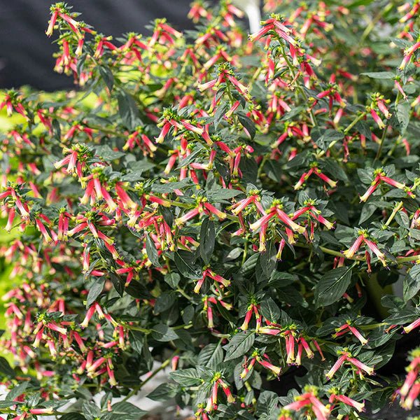 Cuphea (Cuphea Honeybells) - Ladybird Nursery