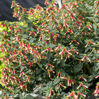 Cuphea (Cuphea Honeybells) - Ladybird Nursery