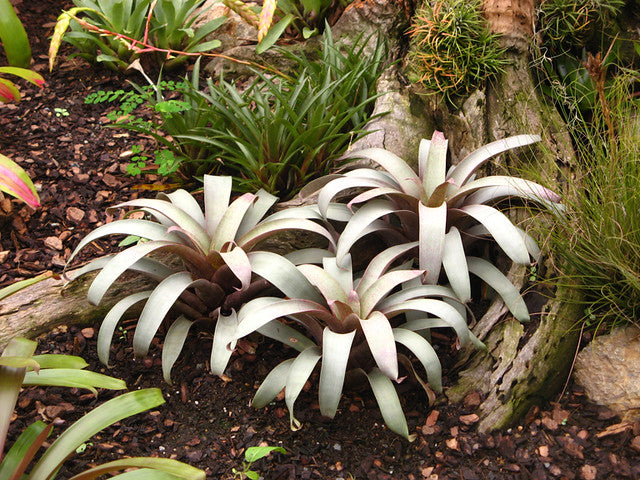 Saunder's Vriesea (Vriesea saundersii)