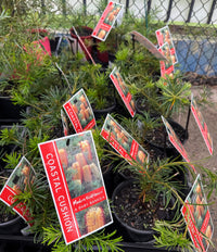 Dwarf Banksia 'Coastal Cushion' (Banksia spinulosa) - Ladybird Nursery