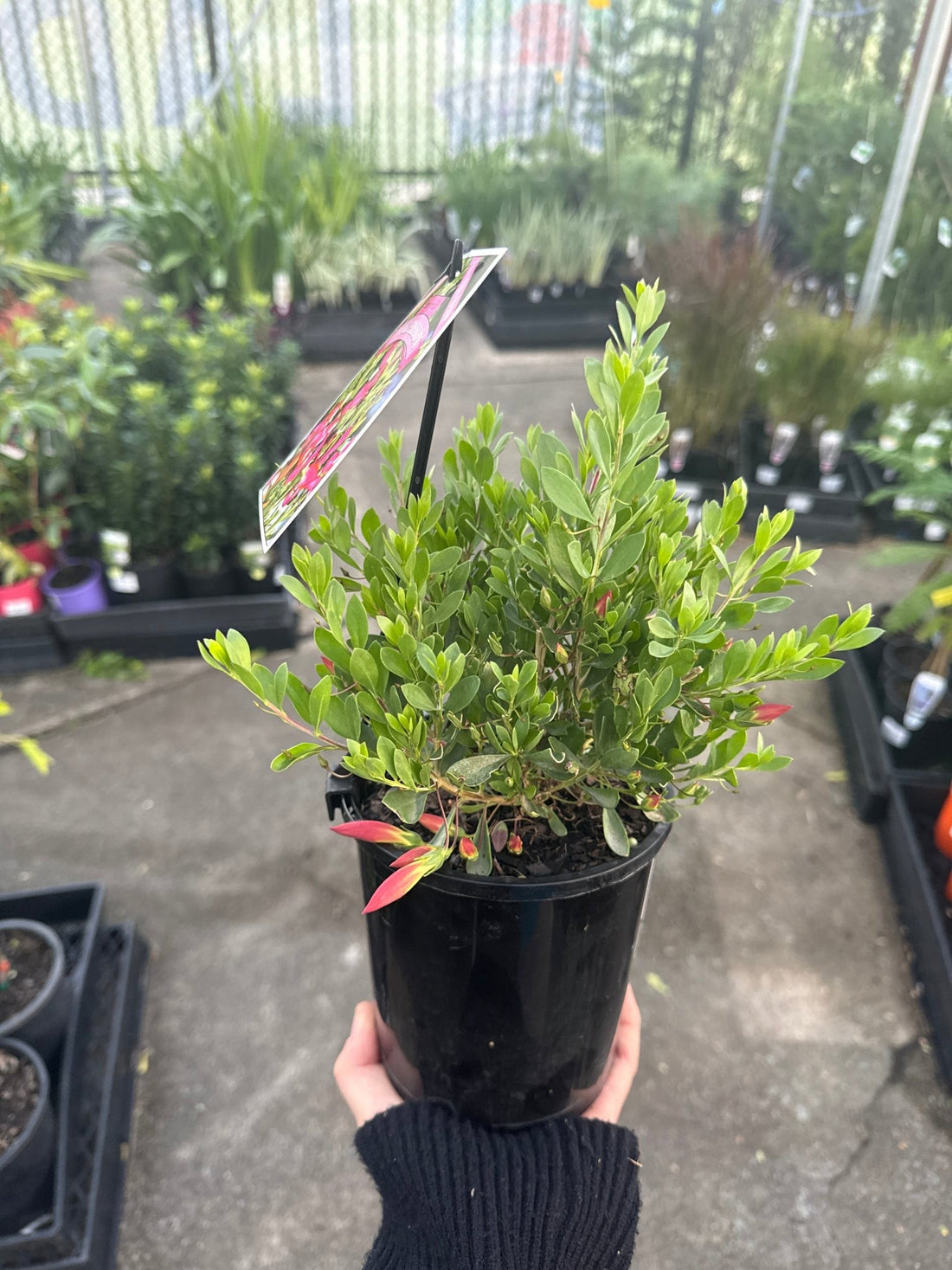 Emu Bush ‘Pink Passion’ (Eremophila maculata) - Ladybird Nursery
