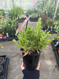 Emu Bush ‘Pink Passion’ (Eremophila maculata) - Ladybird Nursery