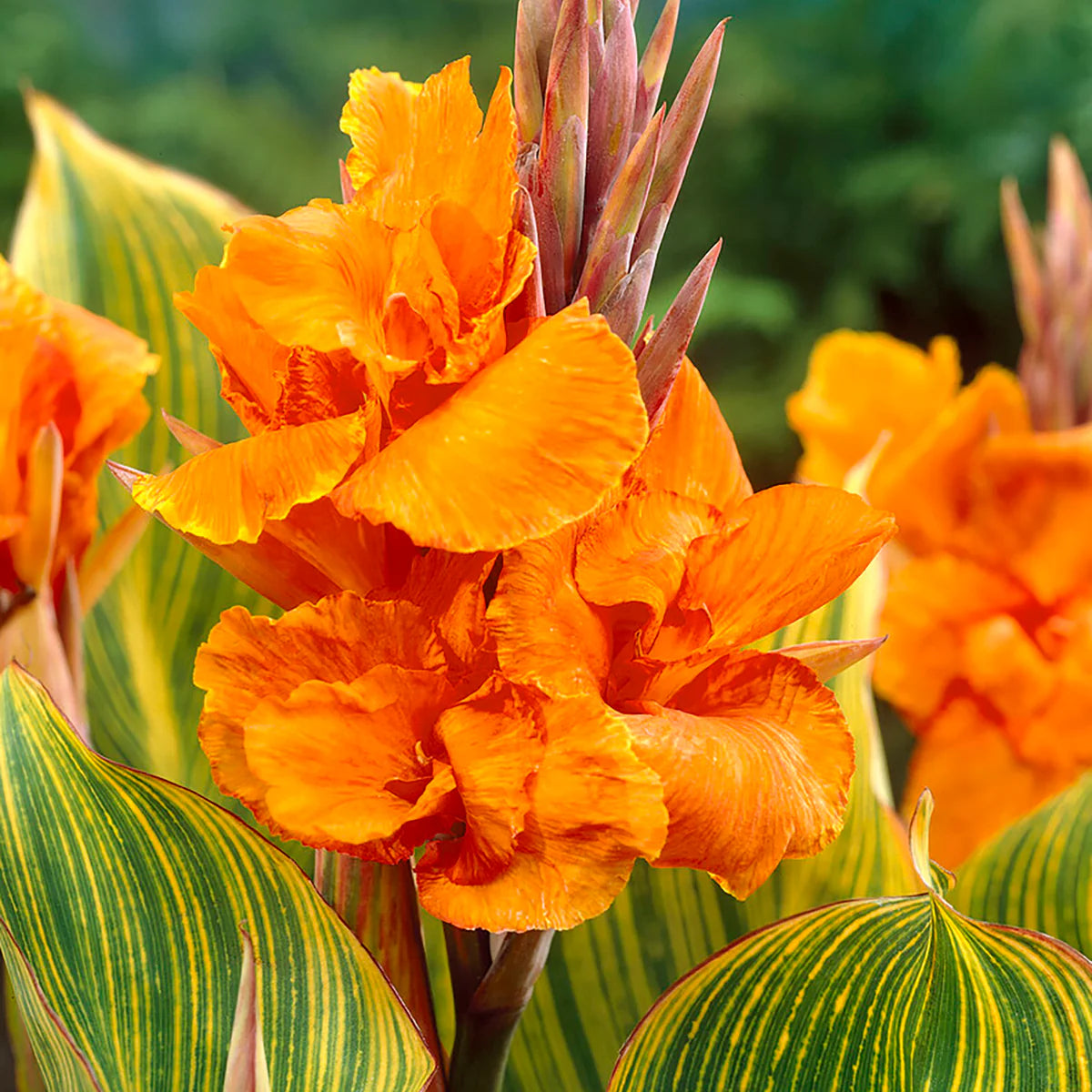Canna generalis Bengal Tiger (Canna x.)