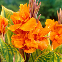 Canna generalis Bengal Tiger (Canna x.) - Ladybird Nursery