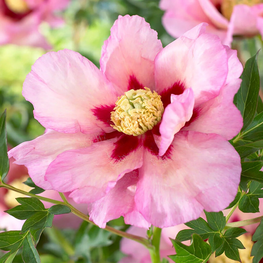 Itoh Peony Pastel Splendor (Paeonia) - Ladybird Nursery