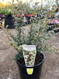 Midyim Berry (Austromyrtus dulcis) - Ladybird Nursery