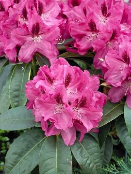 Rhododendron Dame Nellie Melba - Ladybird Nursery